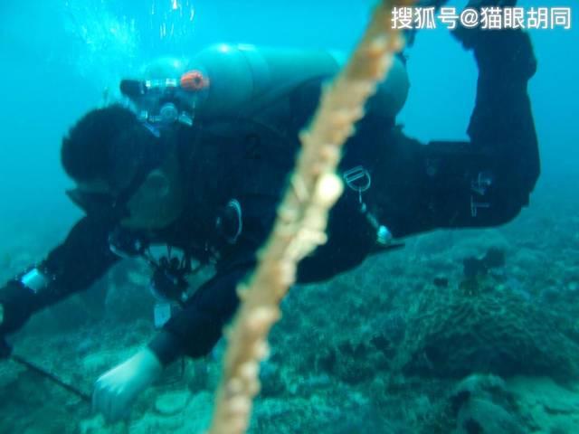 小猫钓鱼正版下载中文版